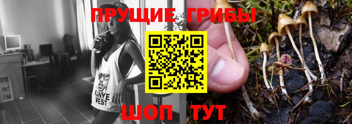наркотики  Галлюциногенные грибы MAGIC MUSHROOMS  Вход с VPN  Киселёвск 